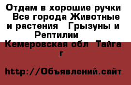 Отдам в хорошие ручки - Все города Животные и растения » Грызуны и Рептилии   . Кемеровская обл.,Тайга г.